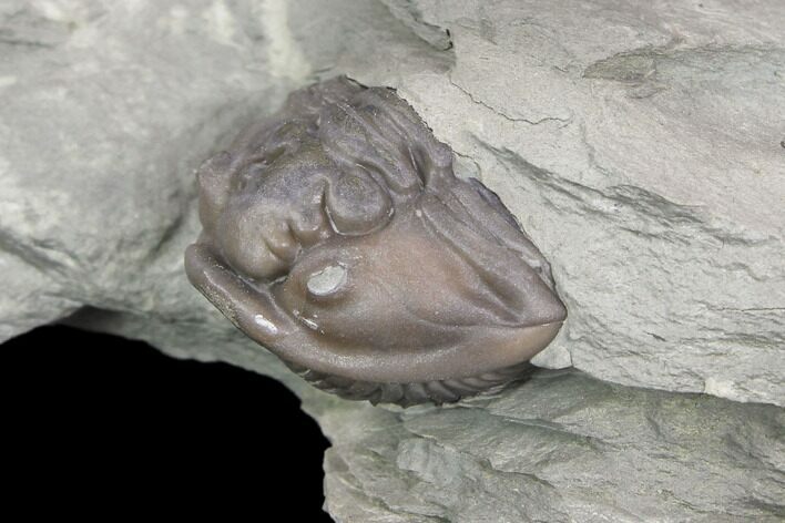 Wide Enrolled Flexicalymene Trilobite - Mt Orab, Ohio #85389